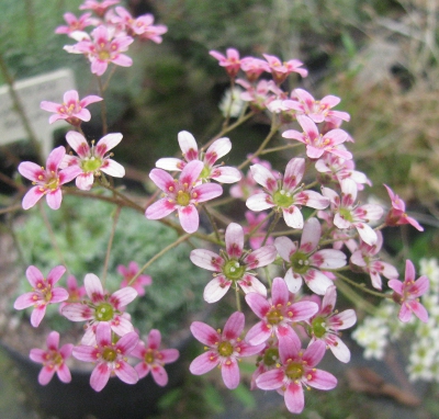 Saxifraga 'Hare Knoll Beauty' 